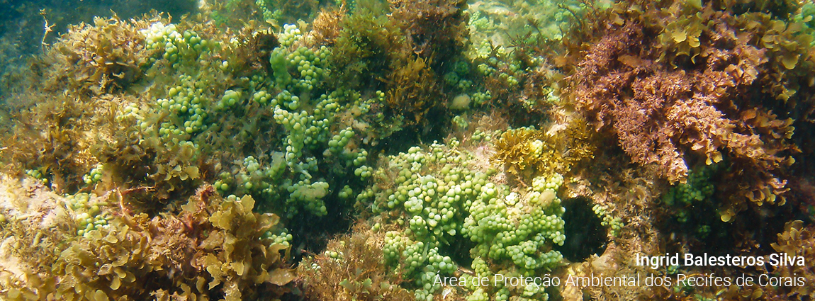 Área de Proteção Ambiental dos Recifes de Corais
